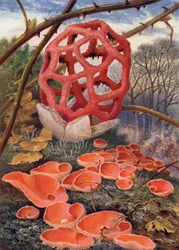 The Lattice Fungus and Orange Elf-Cup
